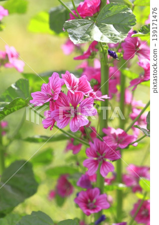 金錢錦葵(錦葵)花 金錢錦葵(錦葵)花 139171476