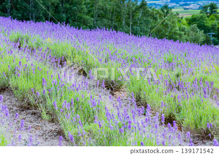Lavender field Lavender field 139171542