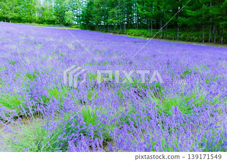 Lavender field Lavender field 139171549