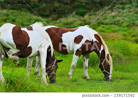 horse walking in meadow 139171592