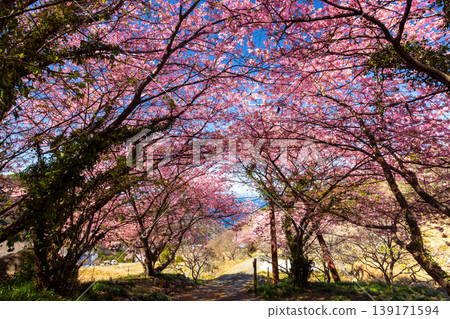 A view of the Kawazu cherry blossom trees in full bloom along the terraced rice fields of Ishibe, Matsuzaki-cho, Kamo-gun, Shizuoka Prefecture, facing Suruga Bay. A view of the Kawazu cherry blossom trees in full bloom along the terraced rice fields of Ishibe, Matsuzaki-cho, Kamo-gun, Shizuoka Prefecture, facing Suruga Bay. 139171594