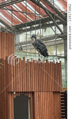 Shoebill staring at you Shoebill staring at you 139171662