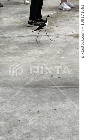 A bird walking casually beside a person. A bird walking casually beside a person. 139171663