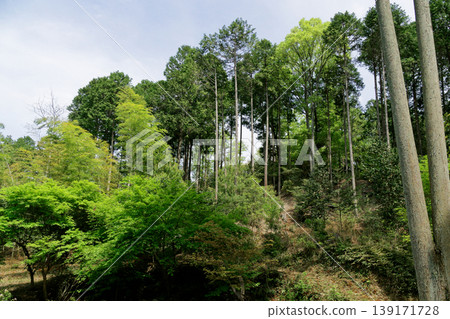 Cedar plantation on the northwest slope of Mt. Sanageyama Cedar plantation on the northwest slope of Mt. Sanageyama 139171728