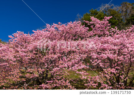 Kumomi, Matsuzaki-cho, Kamo-gun, Shizuoka Prefecture: Early-blooming Kawazu cherry blossoms in full bloom, growing in clusters on a hillside. Kumomi, Matsuzaki-cho, Kamo-gun, Shizuoka Prefecture: Early-blooming Kawazu cherry blossoms in full bloom, growing in clusters on a hillside. 139171730