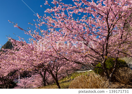 靜岡縣鴨郡松崎町久美：早開的河津櫻花盛開，成簇生長在山坡上。 139171731