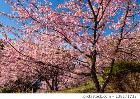 靜岡縣鴨郡松崎町久美：早開的河津櫻花盛開，成簇生長在山坡上。 139171732
