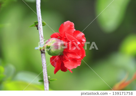 The quince fruit and flowers that have begun to grow larger. The quince fruit and flowers that have begun to grow larger. 139171758