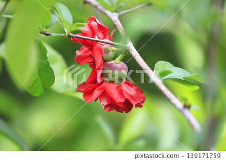 The quince fruit and flowers that have begun to grow larger. The quince fruit and flowers that have begun to grow larger. 139171759