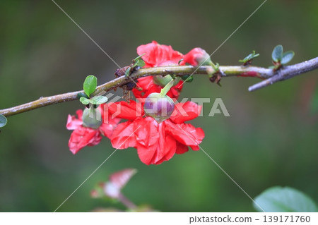 The quince fruit and flowers that have begun to grow larger. The quince fruit and flowers that have begun to grow larger. 139171760