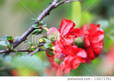 The quince fruit and flowers that have begun to grow larger. The quince fruit and flowers that have begun to grow larger. 139171761
