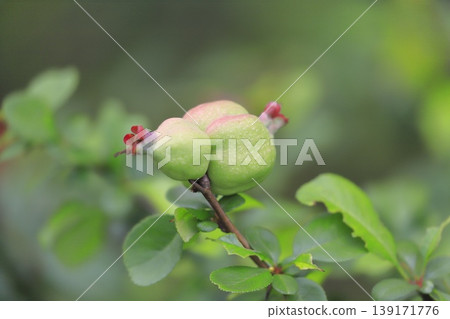 The fruit of the Japanese quince (Chaenomeles speciosa) has begun to grow larger. The fruit of the Japanese quince (Chaenomeles speciosa) has begun to grow larger. 139171776