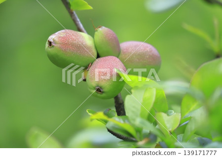 The fruit of the Japanese quince (Chaenomeles speciosa) has begun to grow larger. The fruit of the Japanese quince (Chaenomeles speciosa) has begun to grow larger. 139171777
