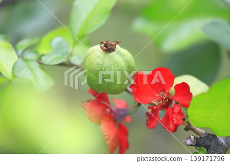 The quince fruit and flowers that have begun to grow larger. The quince fruit and flowers that have begun to grow larger. 139171796