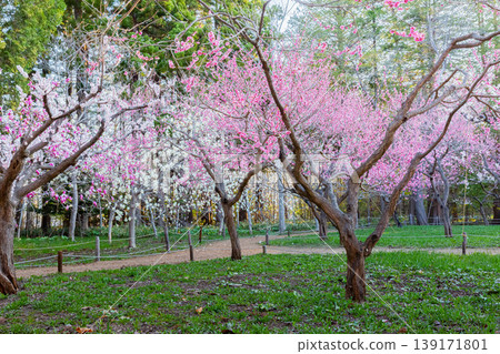 Plum blossom Plum blossom 139171801