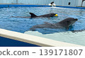 海豚游泳舒適 139171807