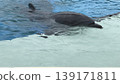 海豚游泳舒適 139171811