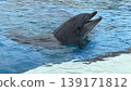 海豚游泳舒適 139171812
