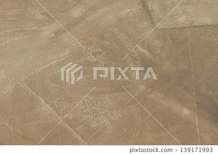 Nazca Lines Seaweed Nazca Lines Seaweed 139171993