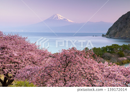 Ida, Numazu City, Shizuoka Prefecture: A view of early-blooming Kawazu cherry blossoms in full bloom on a slope, and snow-capped Mount Fuji bathed in the early morning sun across Suruga Bay. Ida, Numazu City, Shizuoka Prefecture: A view of early-blooming Kawazu cherry blossoms in full bloom on a slope, and snow-capped Mount Fuji bathed in the early morning sun across Suruga Bay. 139172014
