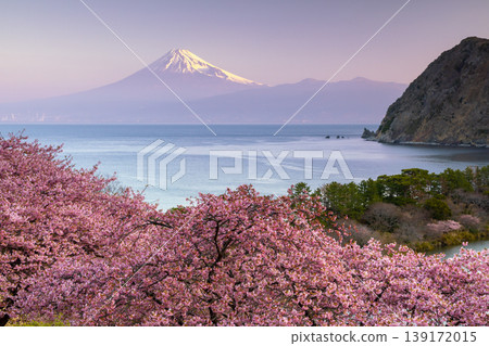 Ida, Numazu City, Shizuoka Prefecture: A view of early-blooming Kawazu cherry blossoms in full bloom on a slope, and snow-capped Mount Fuji bathed in the early morning sun across Suruga Bay. Ida, Numazu City, Shizuoka Prefecture: A view of early-blooming Kawazu cherry blossoms in full bloom on a slope, and snow-capped Mount Fuji bathed in the early morning sun across Suruga Bay. 139172015