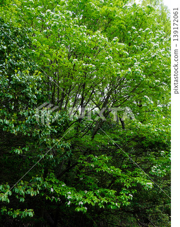 鮮嫩的綠葉枝繁葉茂；日本月桂（Pyrus pyrifolia）正在盛開。 139172061