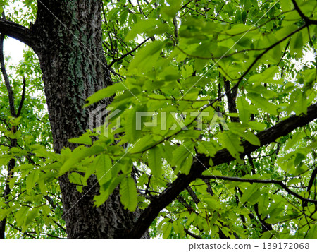 The season of budding: the canopy of Quercus serrata The season of budding: the canopy of Quercus serrata 139172068
