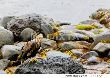 White-tailed eagle White-tailed eagle 139172100
