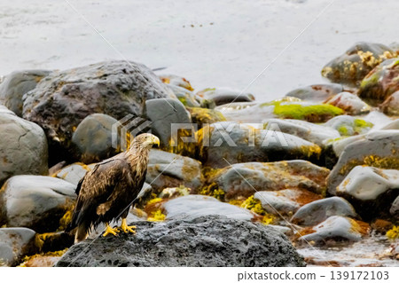 White-tailed eagle White-tailed eagle 139172103