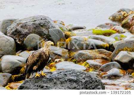 White-tailed eagle White-tailed eagle 139172105