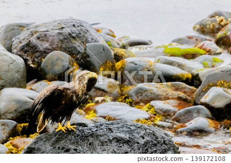 White-tailed eagle White-tailed eagle 139172108