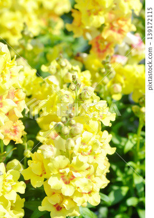Antirrhinum majus Sonnet Yellow or Antirrhinum majus or Plantaginaceae or Snapdragon or yellow flower 139172115