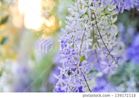 Sandpaper vine, Purple wreath or Queens wreath or purple flower Sandpaper vine, Purple wreath or Queens wreath or purple flower 139172118