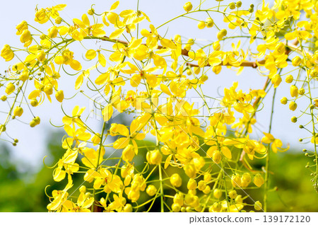 Golden shower , Cassia fistula or pudding pipe tree or Cassia fistula Linn and sky 139172120