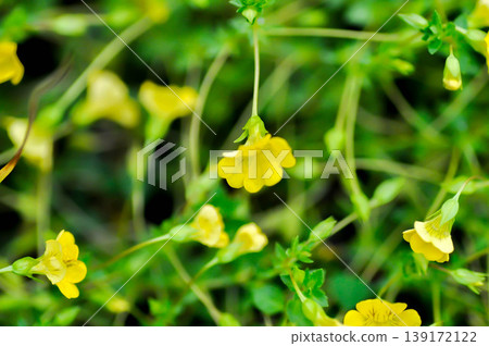 Gold Dust Mecardonia, Mecardonia Gold Dust or Mecardonia procumbens Mill Small or Plantaginaceae or yellow flower 139172122