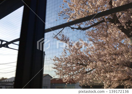Cherry trees visible from the apartment Cherry trees visible from the apartment 139172136
