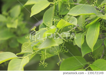 Mayumi (Euonymus) with buds 139172149