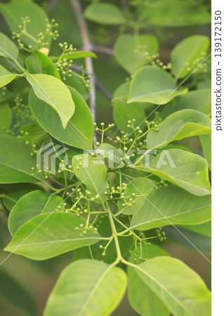 帶花苞的衛矛(Euonymus) 帶花苞的衛矛(Euonymus) 139172150