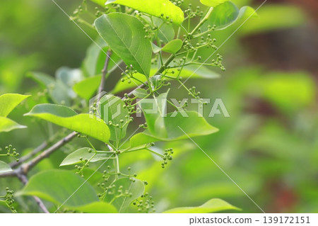帶花苞的衛矛(Euonymus) 帶花苞的衛矛(Euonymus) 139172151