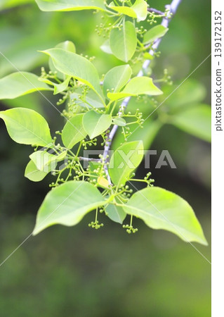 帶花苞的衛矛(Euonymus) 帶花苞的衛矛(Euonymus) 139172152