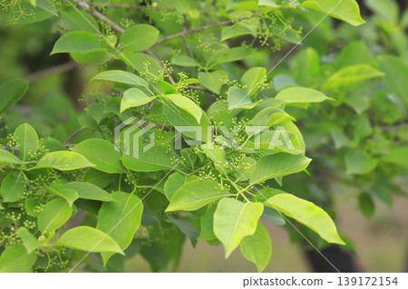 Mayumi (Euonymus) with buds Mayumi (Euonymus) with buds 139172154
