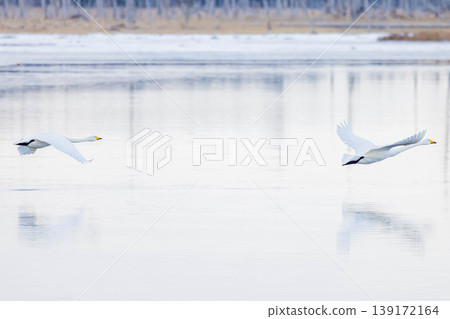 Swan 139172164