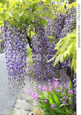 紫色紫藤花 紫色紫藤花 139172182