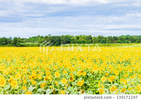 Sunflower field Sunflower field 139172197