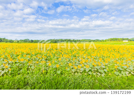 Sunflower field Sunflower field 139172199