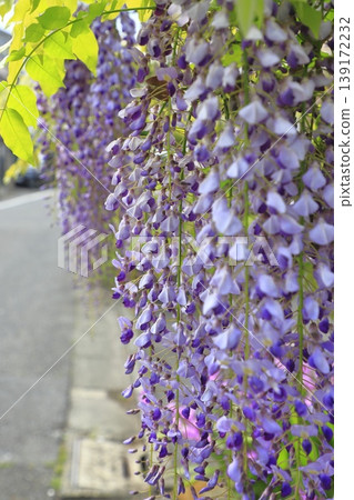 Purple wisteria flower Purple wisteria flower 139172232