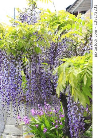 Purple wisteria flower Purple wisteria flower 139172233