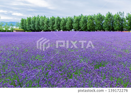 Lavender field 139172276
