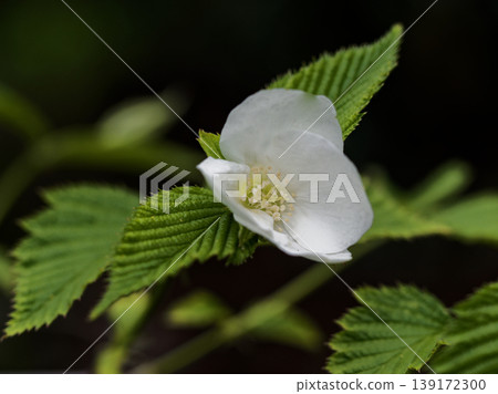 薔薇科、木立棣棠花 薔薇科、木立棣棠花 139172300