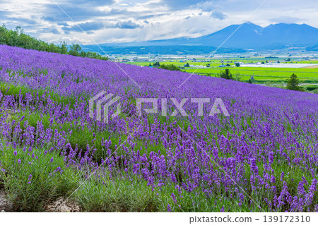 Lavender field Lavender field 139172310